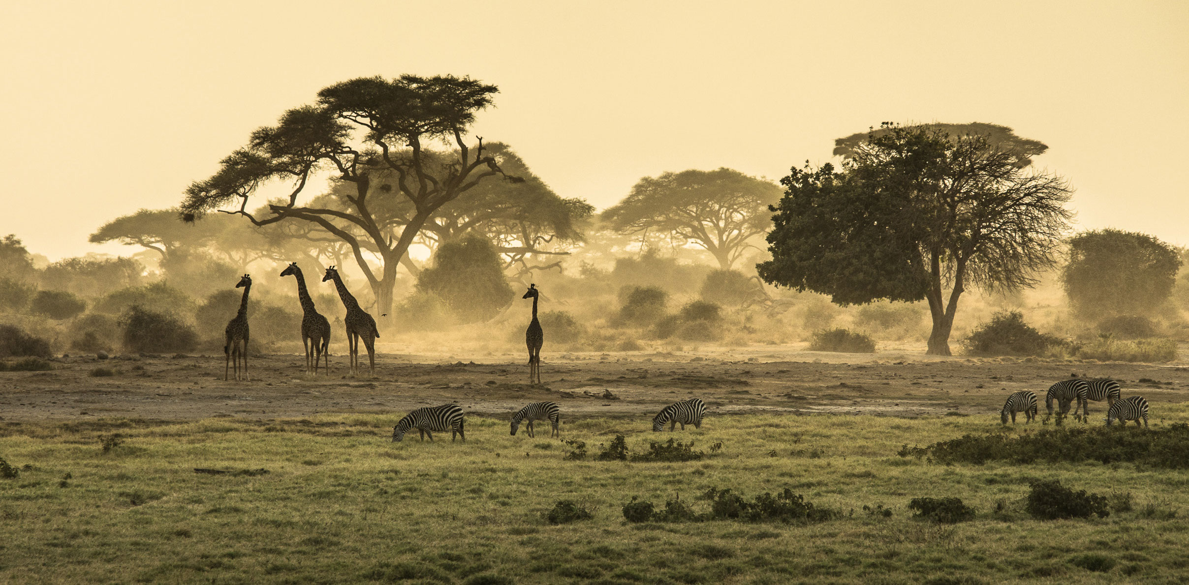 Giraffes and zebras graze under acacia trees in a misty African savanna.